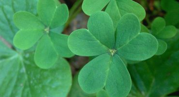 5 Fun Ways to Celebrate St Patrick’s Day