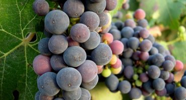 Europe’s Finest Wines