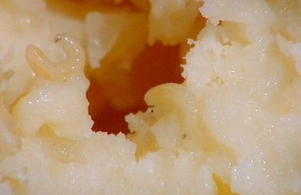 casu marzu
