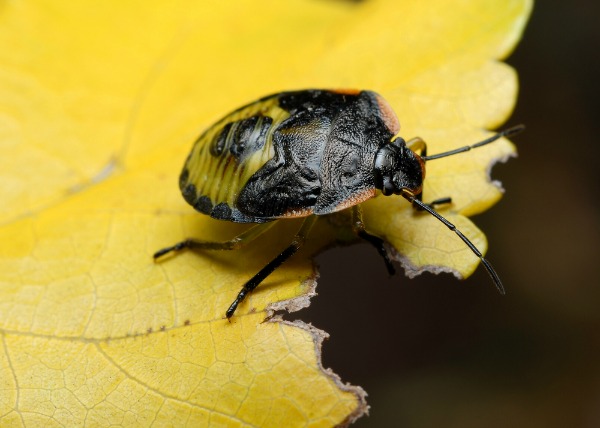stink bug