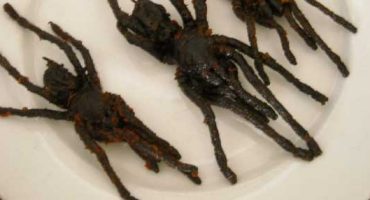 The World’s Strangest Foods