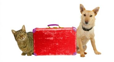 Flying With Pet Dogs and Cats – Rules By Airline