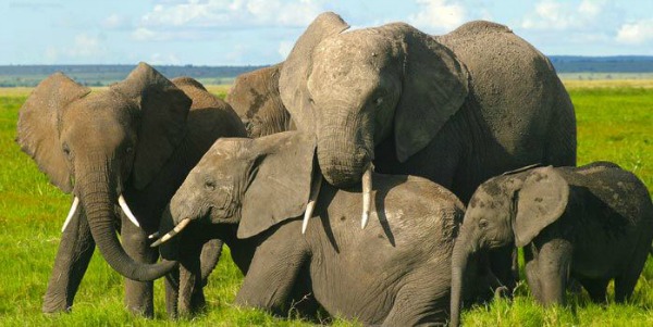 elephants IFAW responsible tourism
