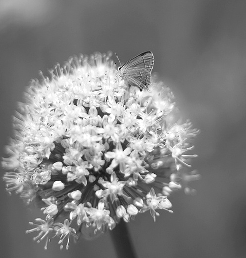 Butterfly on Flower