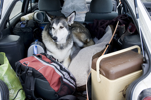 traveling with pets plan ahead