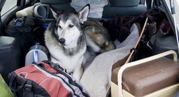 6 Tips for Travelling with Your Pet