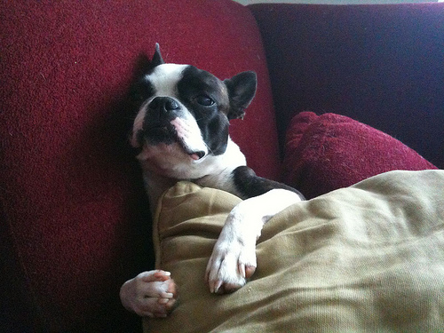 traveling with pets toy