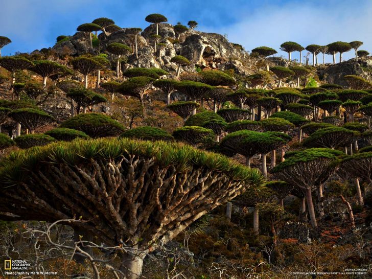 Socotra Island, Yemen