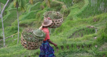 7 Curiosities about Bali