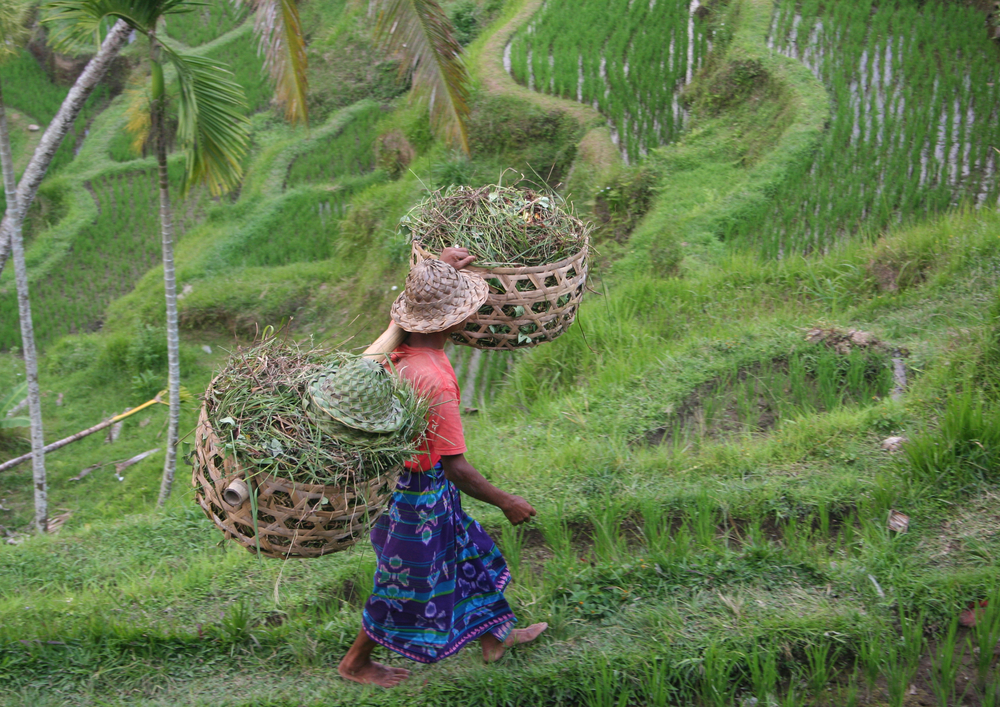 Bali rice cultivation