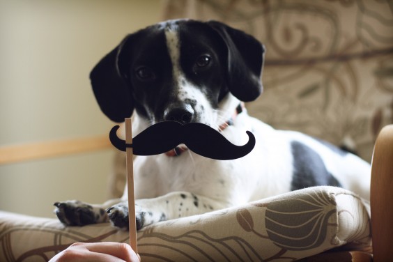 dog mustache