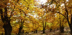 Tourism Tips for a Holiday in Andalucia in Autumn