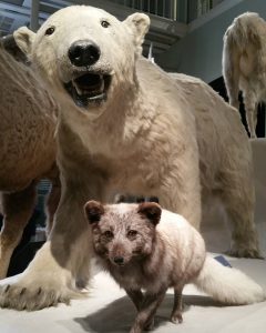 a wolf an a polar bear stuffed at the national museum of scotland edinburgh