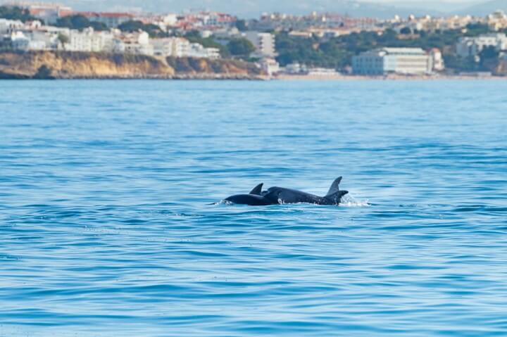 dolphis albufeira algarve