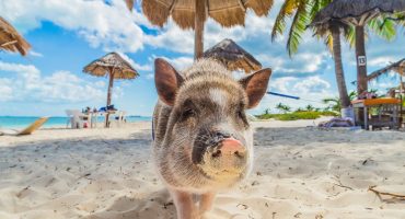 6 Beaches with Unusual Animals