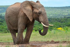 African elephant