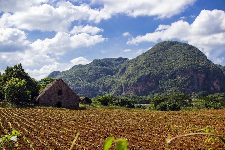 coffee farm at viñales - cuba