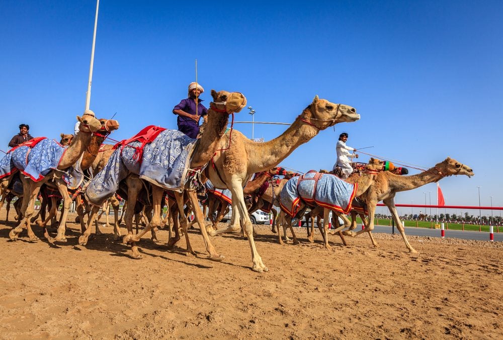 Al Marmoom Camel Race