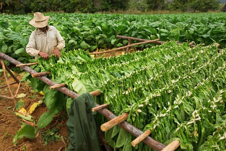 tobacco farms at vinales in cuba