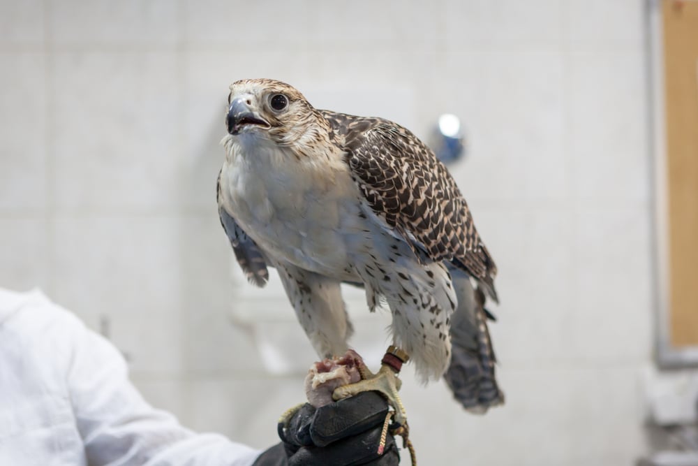 Falcon at Abu Dhabi's Falcon Hospital, the leading avian hospital in the world.