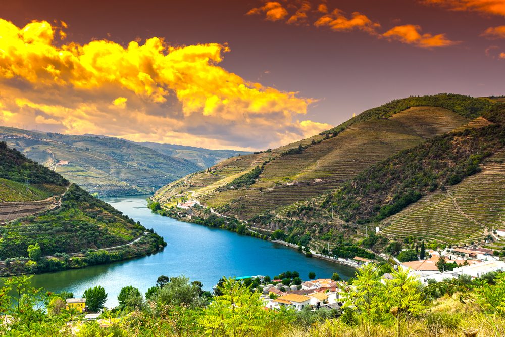vineyard douro valley