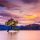That,Wanaka,Tree,In,Sunset