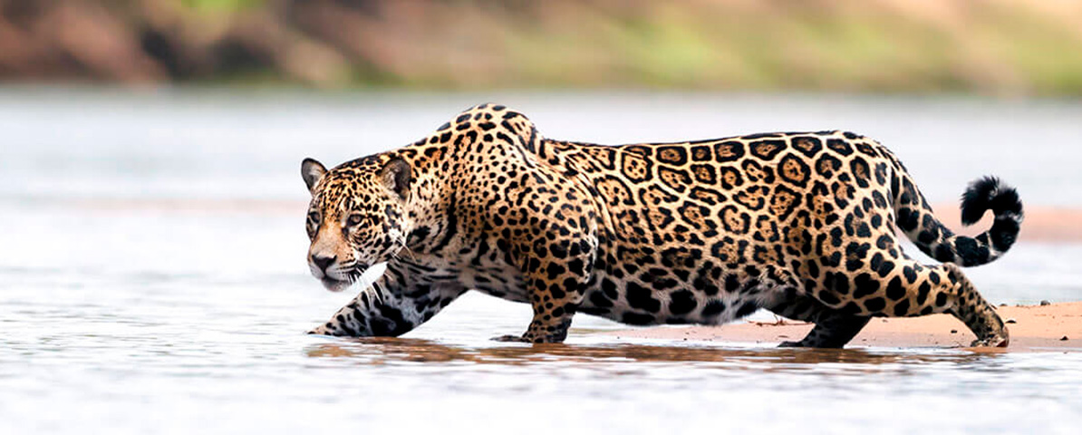 The Pantanal